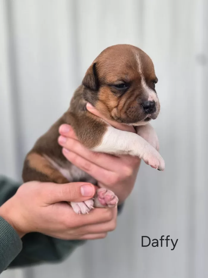 Daffy - Available Female
