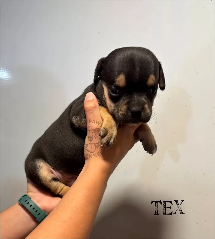 Tex - Available Male