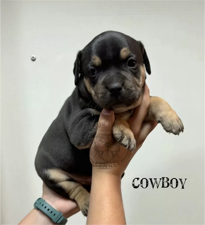 Cowboy - Available Male